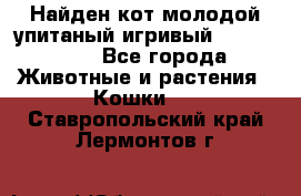 Найден кот,молодой упитаный игривый 12.03.2017 - Все города Животные и растения » Кошки   . Ставропольский край,Лермонтов г.